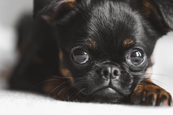 Pawlylove